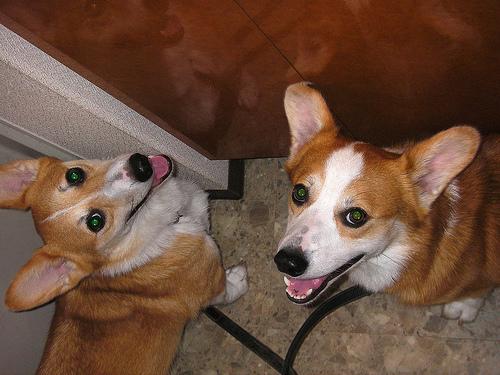 Вельш‑корги пемброк фото 8