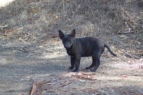 Австралийский келпи фото 12