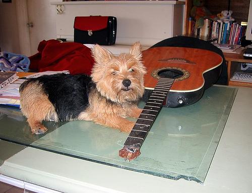 Норвич‑терьер фото 8