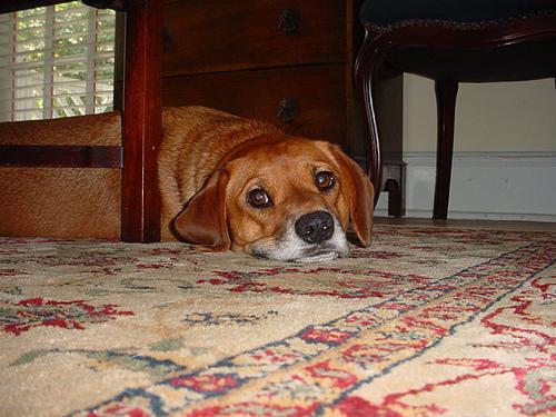 Редбоун‑кунхаунд (Redbone Coonhound) фото 11