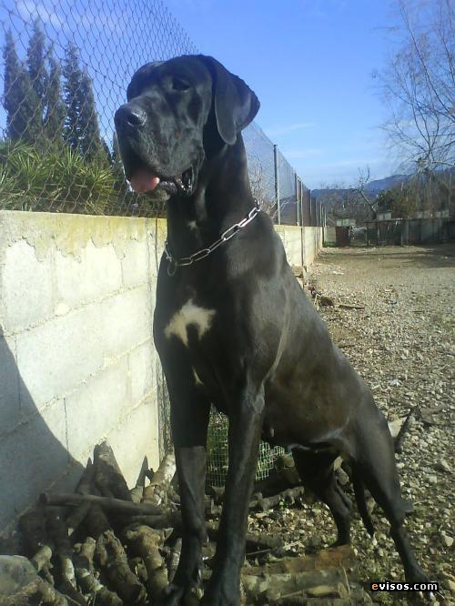 Немецкий дог (Great Dane) фото 7