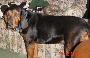 Фото породы Енотовая гончая (кунхаунд)