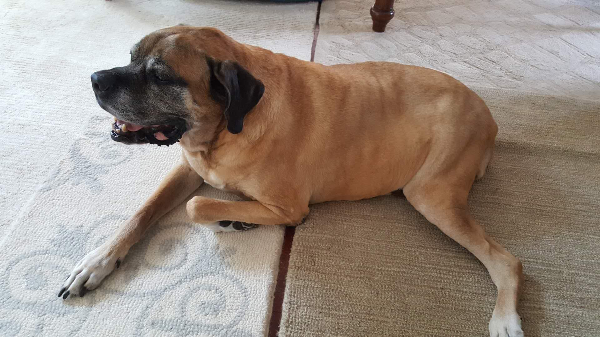 Английский мастиф фото 4