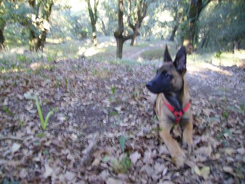 Фото породы Бельгийская овчарка малинуа