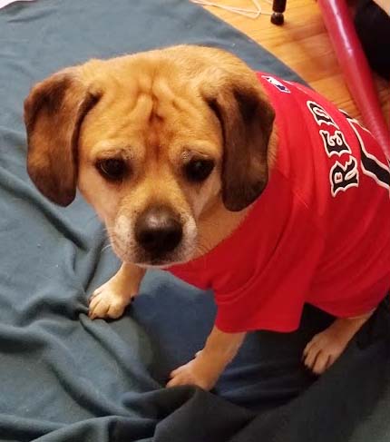 Пагль (пуггл) фото 7