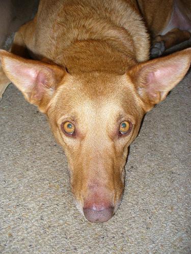 Австралийский келпи фото 11