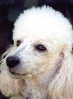 Миниатюрный пудель фото 12