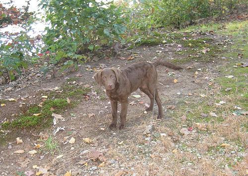 Чесапик‑бей‑ретривер фото 3