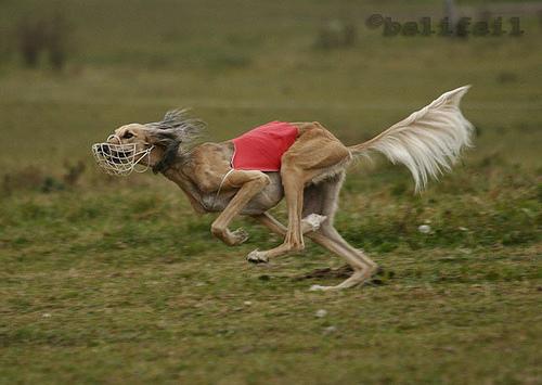 Салюки (персидская борзая) фото 2