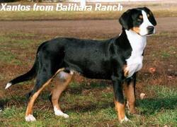 Энтлебухер зенненхунд фото 10