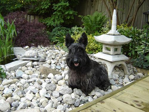 Шотландский терьер (скотч‑терьер) фото 11