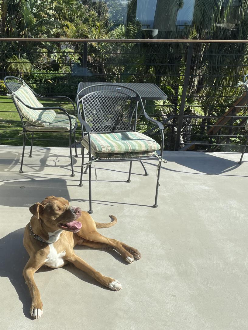 Питбуль (американский питбультерьер) фото 3