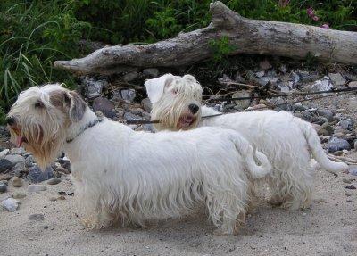 Силихем‑терьер фото 3