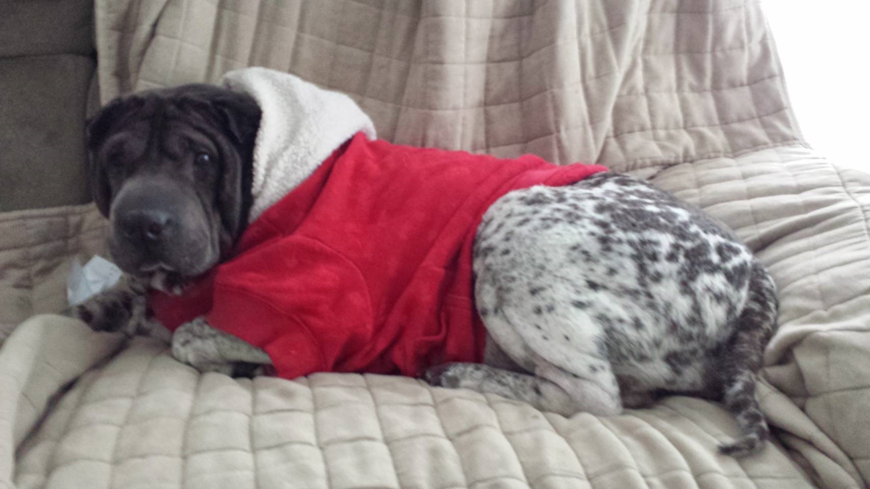 Шарпей — фото породы