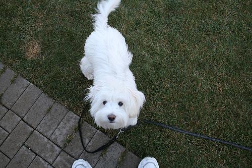 Фото породы Лхаса апсо