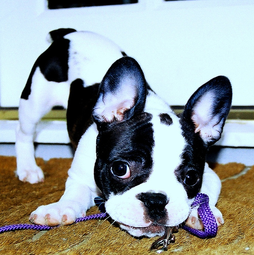 Французский бульдог фото 4