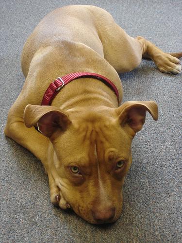 Американский терьер фото 8