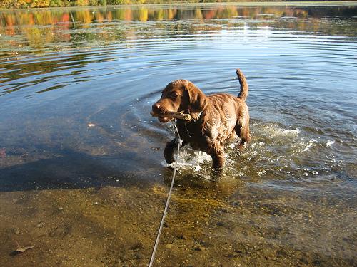 Чесапик‑бей‑ретривер фото 7