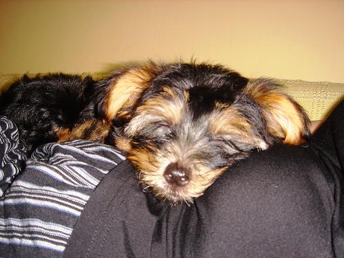 Шелти-терьер (шелковый терьер, австралийский шелковистый терьер) фото 6