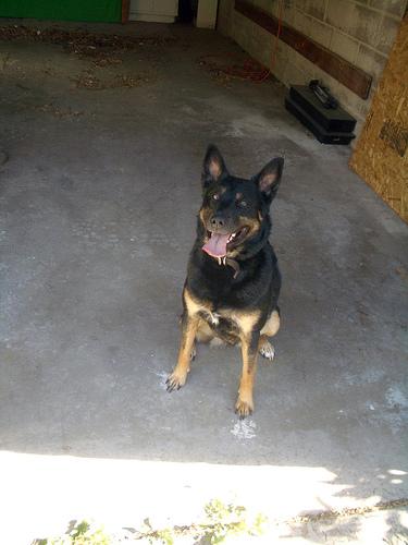 Австралийский келпи фото 5