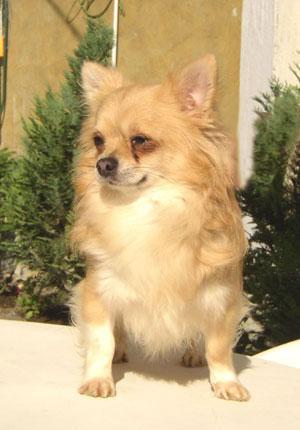 Чихуахуа фото 6