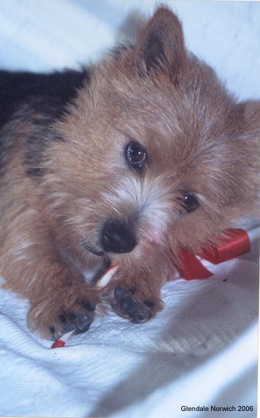 Норвич‑терьер фото 10