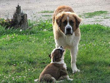 Сенбернар фото 1