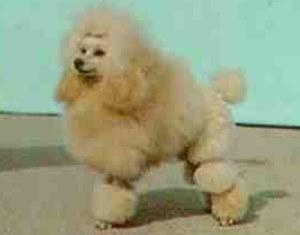 Миниатюрный пудель фото 9