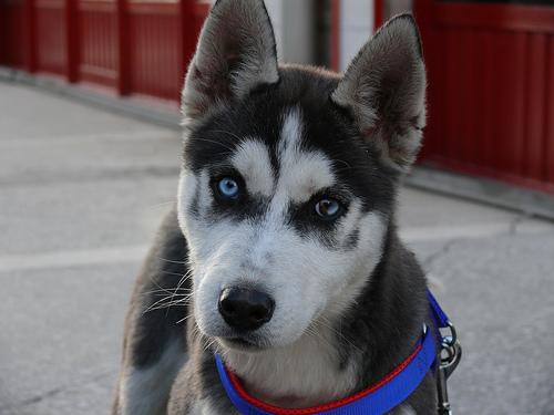 Американская эскимосская собака (Eskimo) фото 12