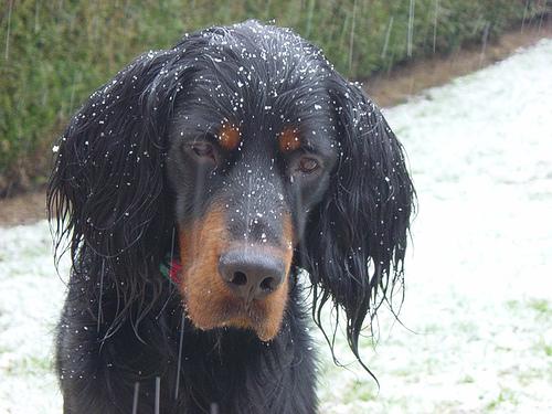 Шотландский сеттер (гордон-сеттер) фото 2