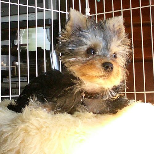 Йоркширский терьер фото 7