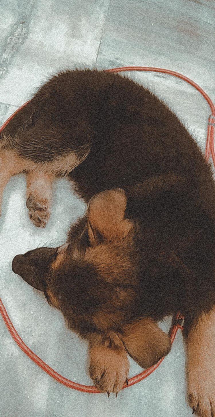 Немецкая овчарка фото 8