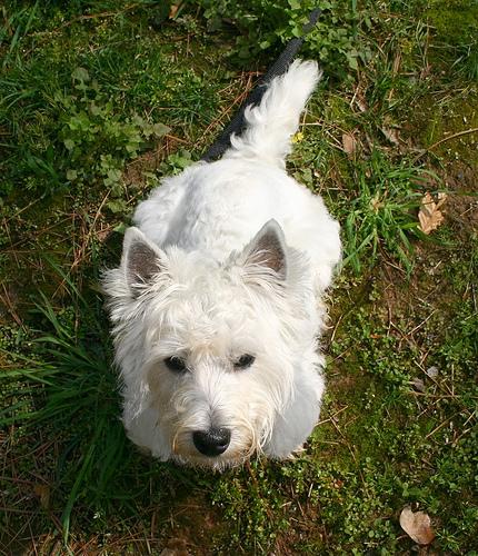 Вест‑хайленд‑уайт‑терьер фото 1
