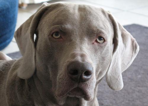 Веймаранер фото 3