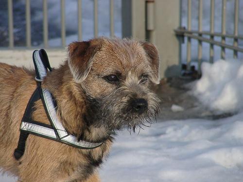 Бордер‑терьер фото 10