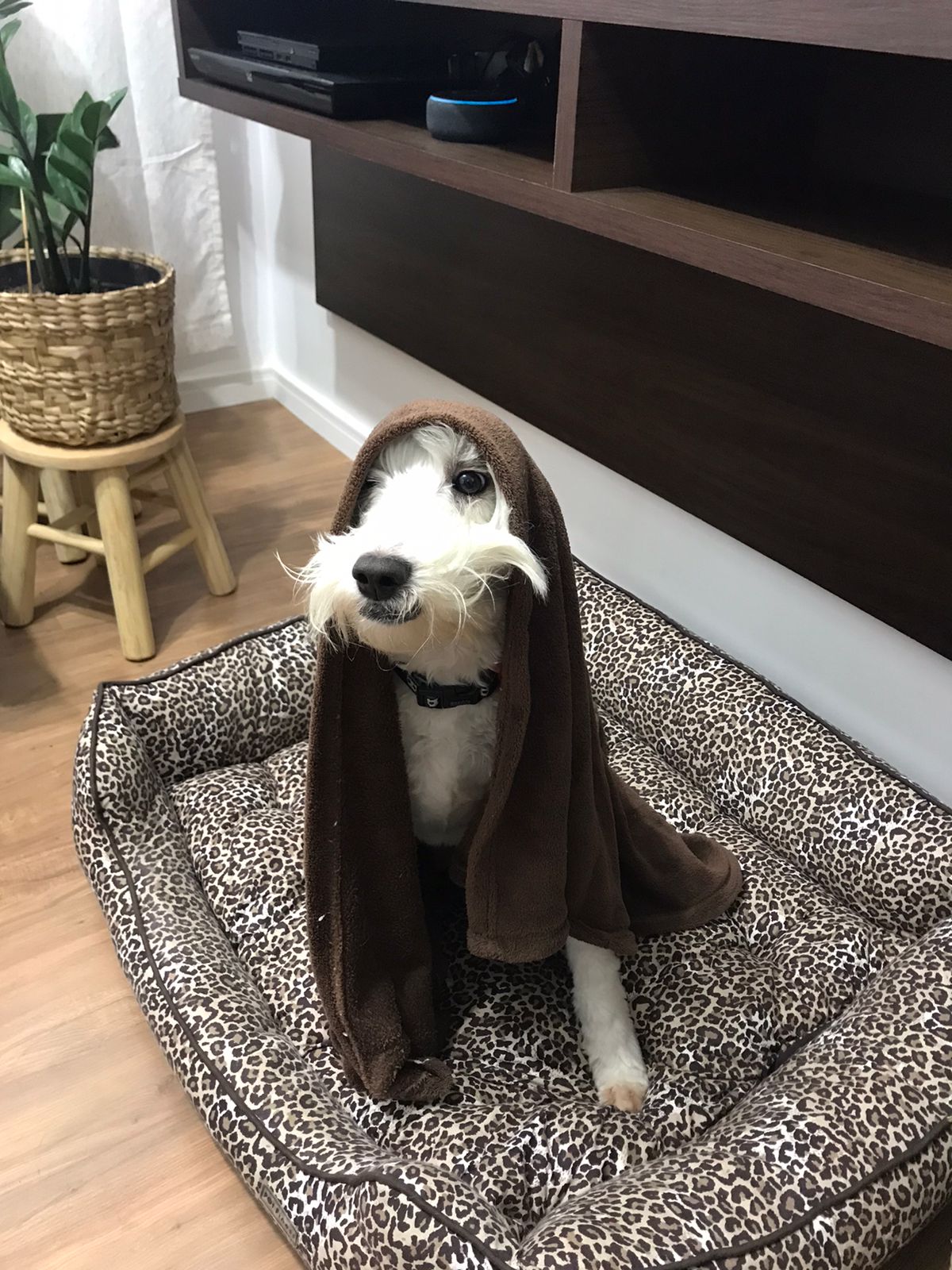 Фото породы Кокапу (Cockapoo)