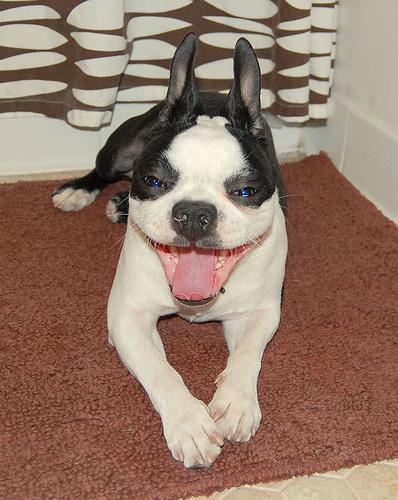 Бостон‑терьер фото 10