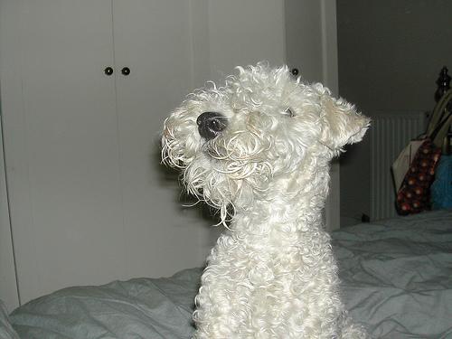 Лейкленд‑терьер фото 5