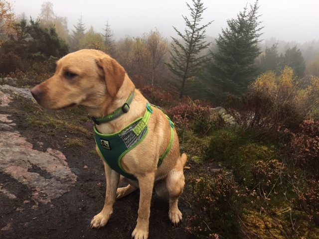 Фото породы Лабрадор-ретривер