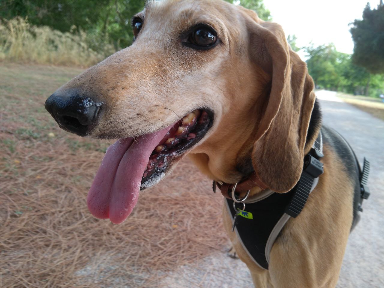 Итальянская гончая (Segugio Italiano) — фото породы