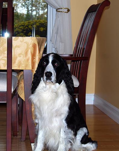 Английский спрингер‑спаниель фото 11