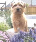 Норфолк‑терьер фото 8