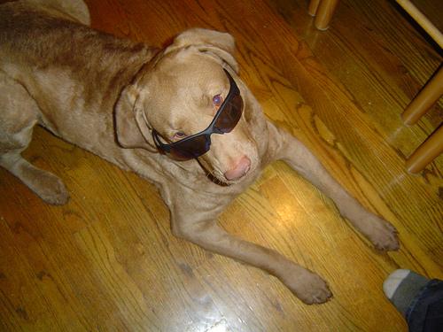 Чесапик‑бей‑ретривер фото 6