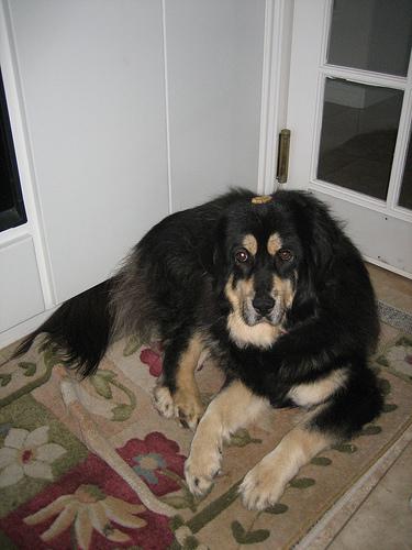 Тибетский мастиф фото 8