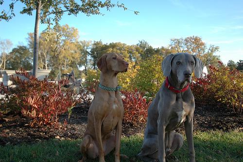 Венгерская выжла (Vizsla) фото 3