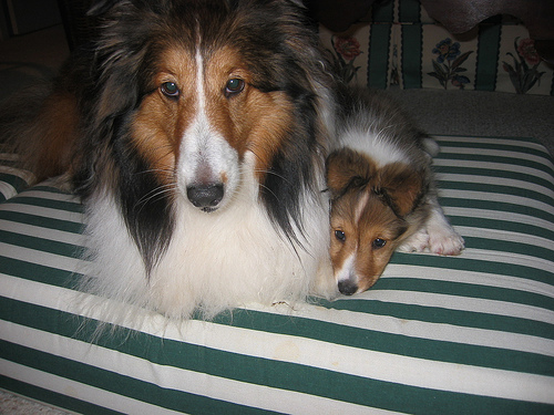 Шетландская овчарка (шелти) фото 12