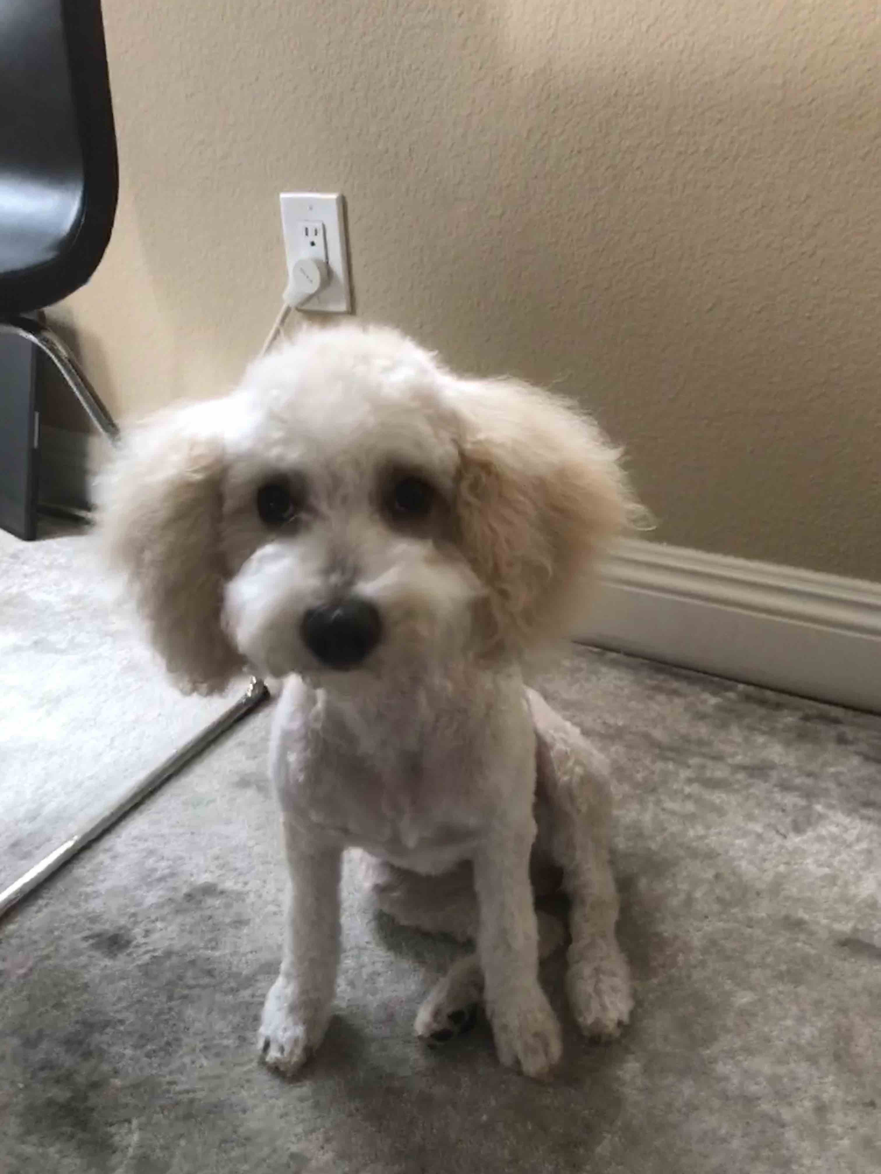 Кавапу (Cavapoo) фото 1