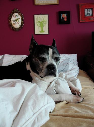 Фото породы Бостон‑терьер