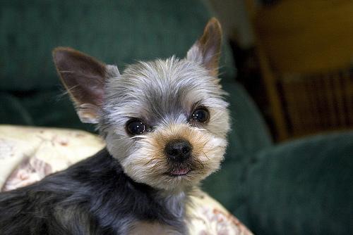 Йоркширский терьер фото 9