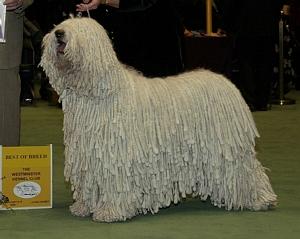 Комондор фото 6